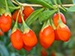 Piante di Goji